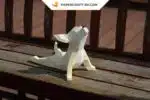 Papercraft chihuahua de yoga en origami 3D