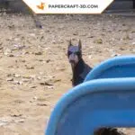 Papercraft Doberman Pinscher origami papier 3D, weergave 7