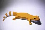 Papercraft gecko léopard en origami papier 3D, weergave 4