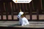 Papercraft Modèle de Bulldog en origami papier 3D, weergave 2