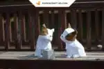 Papercraft Modèle de Bulldog en origami papier 3D, weergave 3
