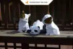 Papercraft Modèle de Bulldog en origami papier 3D, weergave 4