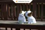 Papercraft Modèle de Bulldog en origami papier 3D, weergave 5