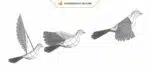 Papercraft Pigeons : modèle d&rsquo;origami 3D en papier à réaliser soi-même, weergave 6