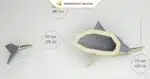 Papercraft Requin Marteau origami papier 3D à construire soi-même, weergave 3