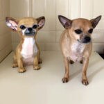 Papercraft of Chihuahua in 3D origami