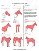 Papercraft stehendes Pferd im 3D-Origami, Rückansicht, Ansicht 2