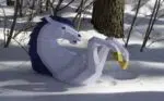 Papercraft licorne murale à crinière bleue en origami 3D