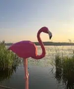 Kit de múltiples flamencos rosas en origami 3D