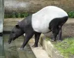 3D-papercraft kop van Maleise tapir in origami, weergave 4