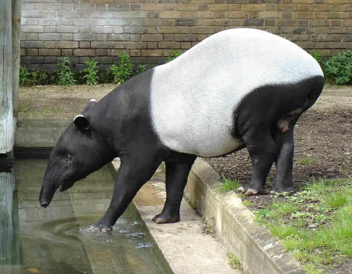 3D-papercraft kop van Maleise tapir in origami, weergave 4
