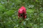 Papercraft T-Rex Tyrannosaurus 3D origami, weergave 2