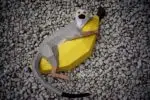 Papercraft mono sobre banana en origami