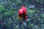 Papercraft T-Rex Tyrannosaurus 3D origami, weergave 16