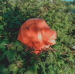 Papercraft lion head in origami