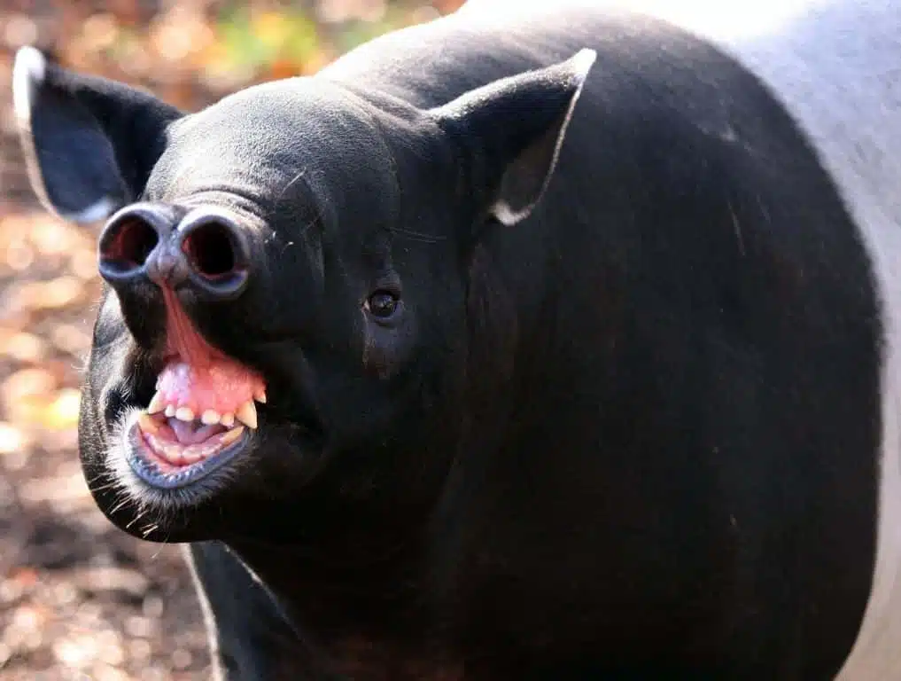 3D-papercraft kop van Maleise tapir in origami, weergave 2
