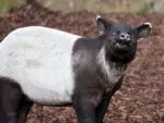 3D-papercraft kop van Maleise tapir in origami, weergave 3