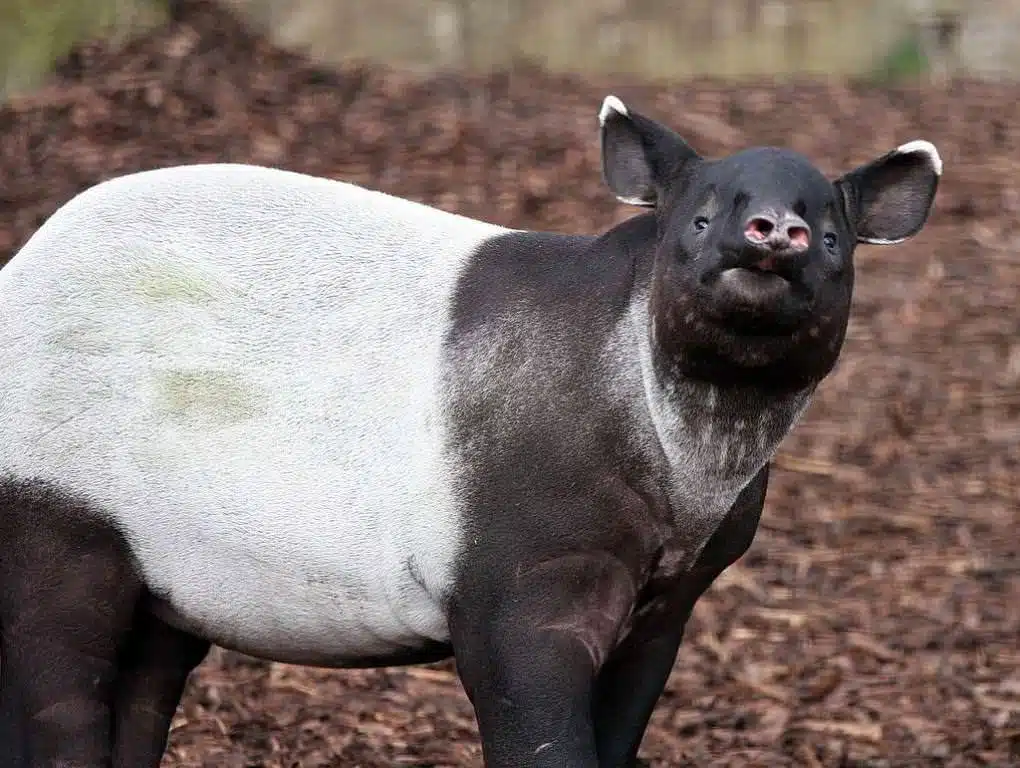 3D-papercraft kop van Maleise tapir in origami, weergave 3