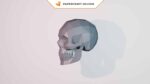 Papercraft human skull in 3D origami