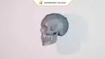 Papercraft crâne d’humain en origami 3D, weergave 2