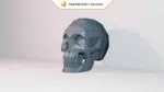 Papercraft crâne d’humain en origami 3D