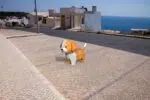 Modèle enfant de chiot mignon