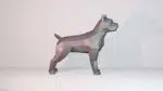 3D Origami Pitbull Papercraft