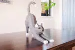 Papercraft di gatto che si stira in origami 3D