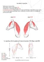 Papercraft de caballo árabe en origami 3D