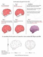Papercraft de cerebro en origami 3D