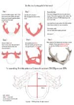 Papercraft Hirschgeweih aus Origami 3D