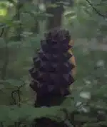 Papercraft de ouriço em origami 3D