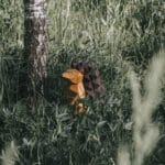 Papercraft de hérisson en origami 3D