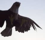 Papercraft di aquila volante in origami 3D