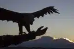 Papercraft adelaar in 3D-origami, weergave 6