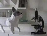 Papercraft di bouledogue francese in origami 3D