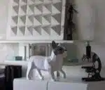 Papercraft di bouledogue francese in origami 3D