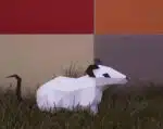 Rat voor Chinees Nieuwjaar in 3D origami, weergave 4