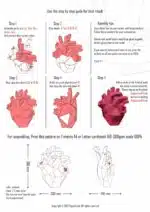 Hart anatomisch papercraft 3D origami, weergave 3