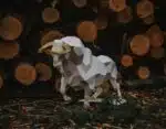 Grand taureau en papercraft 3D