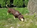 Dachshund papercraft 3D, weergave 6