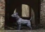 Bulldog in papercraft 3D, weergave 2