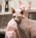 Papercraft de chat sphynx assis en origami 3D