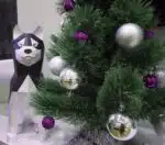 Husky sentado en papercraft 3D