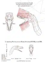 Raptor papercraft 3D, weergave 4