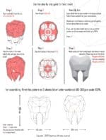 Molaire en papercraft 3D