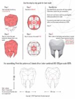 3D-Papercraft-Molar