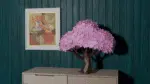 Sakura – Árvore de cerejeira em flor