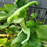 Papercraft dinosaure parasaurolophus en origami 3D